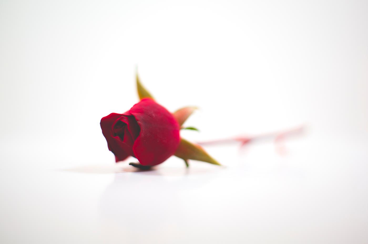 گل رز برای کادو ولنتاین
